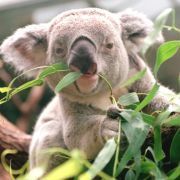 Obwohl jeder bei Eukalyptus sofort an Hustenbonbons denkt, kennt doch kaum jemand die Pflanze. Obwohl jeder bei Eukalyptus sofort an Hustenbonbons denkt, kennt doch kaum jemand die Pflanze.
