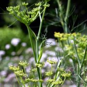 Fenchel soll müde Männer munter machen und ist als Tee ein klassisches Mittel gegen Husten. Fenchel soll müde Männer munter machen und ist als Tee ein klassisches Mittel gegen Husten.