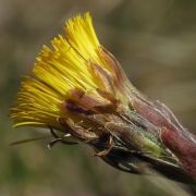 Huflattich ist ein bewährtes Mittel bei Husten, Verschleimung der Lunge und Brustkatarrh. Huflattich ist ein bewährtes Mittel bei Husten, Verschleimung der Lunge und Brustkatarrh.