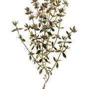 Der Thymian ist bei uns hauptsächlich als Gewürz bekannt. Er ist jedoch auch eine Heilpflanze und eignet sich wegen seiner antiseptischen Wirkung zur Behandlung von Husten, Bronchitis und Asthma. Der Thymian ist bei uns hauptsächlich als Gewürz bekannt. Er ist jedoch auch eine Heilpflanze und eignet sich wegen seiner antiseptischen Wirkung zur Behandlung von Husten, Bronchitis und Asthma.