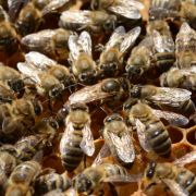 Riesenhonigbienen kommunizieren nicht nur sehr intelligent mit ihren Artgenossen, sondern sie besitzen auch einen ausgezeichneten Abwehrmechanismus. Riesenhonigbienen kommunizieren nicht nur sehr intelligent mit ihren Artgenossen, sondern sie besitzen auch einen ausgezeichneten Abwehrmechanismus.