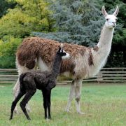 Lamas sind klassische Fluchttiere. Doch die possierlichen Südamerikaner haben innerhalb ihrer eigenen Reihen eine echt eklige Verteidigungsstrategie. Lamas sind klassische Fluchttiere. Doch die possierlichen Südamerikaner haben innerhalb ihrer eigenen Reihen eine echt eklige Verteidigungsstrategie.