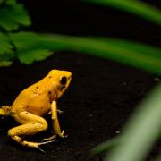 Die kleinen farbenfrohen Pfeilgiftfrösche sind hochgiftig. Sie geben das Toxin über ihre Haut ab. Bereits eine Menge von 0,002 Milligramm pro Kilo Körpergewicht des Angreifers wirkt tödlich. Die kleinen farbenfrohen Pfeilgiftfrösche sind hochgiftig. Sie geben das Toxin über ihre Haut ab. Bereits eine Menge von 0,002 Milligramm pro Kilo Körpergewicht des Angreifers wirkt tödlich.