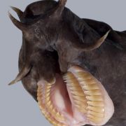 Sie sehen nicht nur bizarr aus, die Schleimaale sind bei einem Angriff wahrscheinlich die widerlichsten Tiere von allen. Droht ihnen Gefahr sondern sie über ihre Haut extrem viel Schleim ab. Sie sehen nicht nur bizarr aus, die Schleimaale sind bei einem Angriff wahrscheinlich die widerlichsten Tiere von allen. Droht ihnen Gefahr sondern sie über ihre Haut extrem viel Schleim ab.