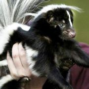 Die schwarz-weißen Stinktiere machen ihrem Namen alle Ehre. Im Notfall sondern sie über ihre Analdrüse ein stinkendes Sekret ab, welches sie bis zu sechs Meter weit versprühen können. Die schwarz-weißen Stinktiere machen ihrem Namen alle Ehre. Im Notfall sondern sie über ihre Analdrüse ein stinkendes Sekret ab, welches sie bis zu sechs Meter weit versprühen können.