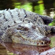 Salzwasserkrokodile können bis zu sieben Meter lang werden. Salzwasserkrokodile können bis zu sieben Meter lang werden.