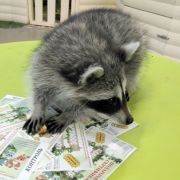 Waschbär Thomas aus einem Streichelzoo in Moskau soll der Star in einem Werbe-Clip werden. Waschbär Thomas aus einem Streichelzoo in Moskau soll der Star in einem Werbe-Clip werden.