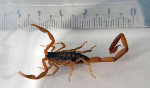 Sandskorpion
