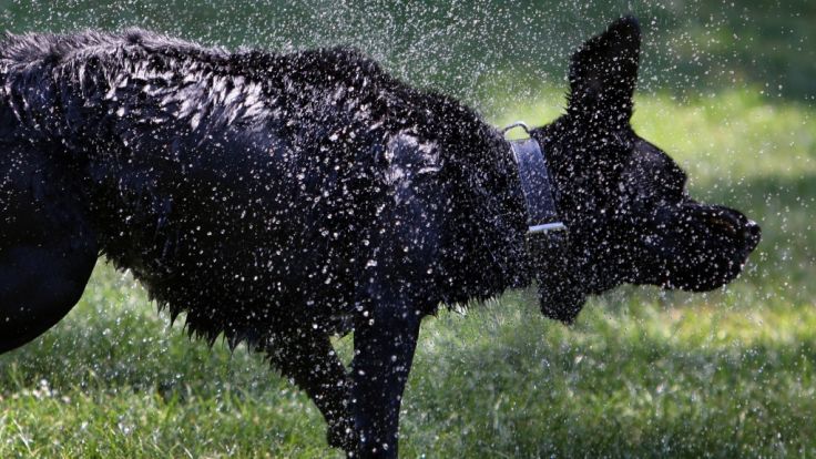Ekelhafter Sodomie Fall Schlagsahne Als Leckerli Polizei Erwischt Frau Beim Hunde Sex News De