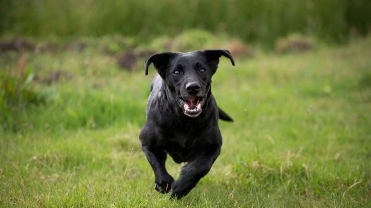 Hund richtig kennenlernen Βαλς με 12 θεούς βιβλιο τελος
