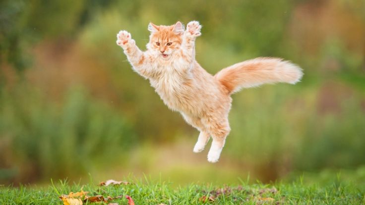 Single mann mit katze