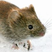 Die Rötelmaus ist der Überträger für das Hantavirus in Deutschland. Die Rötelmaus ist der Überträger für das Hantavirus in Deutschland.