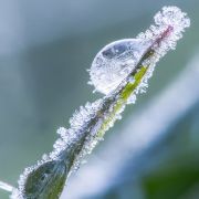 Sorgen verspätete Eisheilige für frostiges Wetter? Sorgen verspätete Eisheilige für frostiges Wetter?