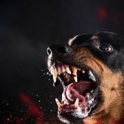 Ein Hund hat ein Baby in Osnabrück schwer verletzt. Ein Hund hat ein Baby in Osnabrück schwer verletzt.