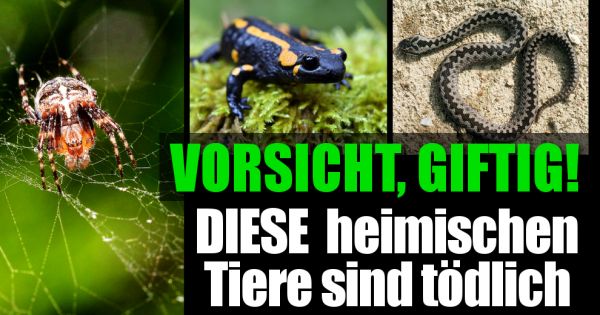 Gibt Es Giftige Tiere In Deutschland www.news.de