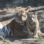 Im Tierpark Köthen kam es zu einem folgenschweren Angriff durch einen Tiger (Symbolbild). Im Tierpark Köthen kam es zu einem folgenschweren Angriff durch einen Tiger (Symbolbild).