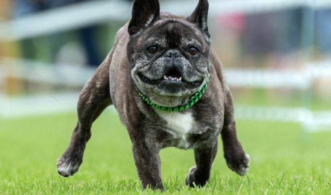 Hunde-Attacke in Schottland