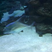 Im Alltagstest zeigt sich die Auslöseverzögerung des Base Lutea 2: Der Fisch war schneller als das Smartphone das Bild aufnehmen konnte. Im Alltagstest zeigt sich die Auslöseverzögerung des Base Lutea 2: Der Fisch war schneller als das Smartphone das Bild aufnehmen konnte.