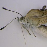 Bedingt flugtauglich: Die Reaktorkatastrophe von Fukushima hat offenbar Mutationen bei den dort heimischen Schmetterlingen hinterlassen. Bedingt flugtauglich: Die Reaktorkatastrophe von Fukushima hat offenbar Mutationen bei den dort heimischen Schmetterlingen hinterlassen.