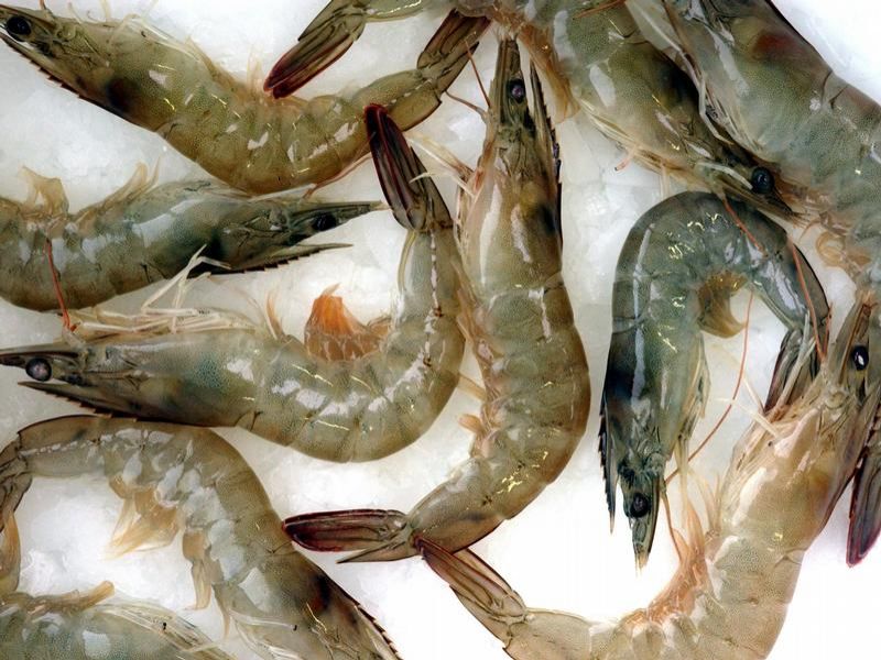 Wie den Parasiten im Haar zu entgehen