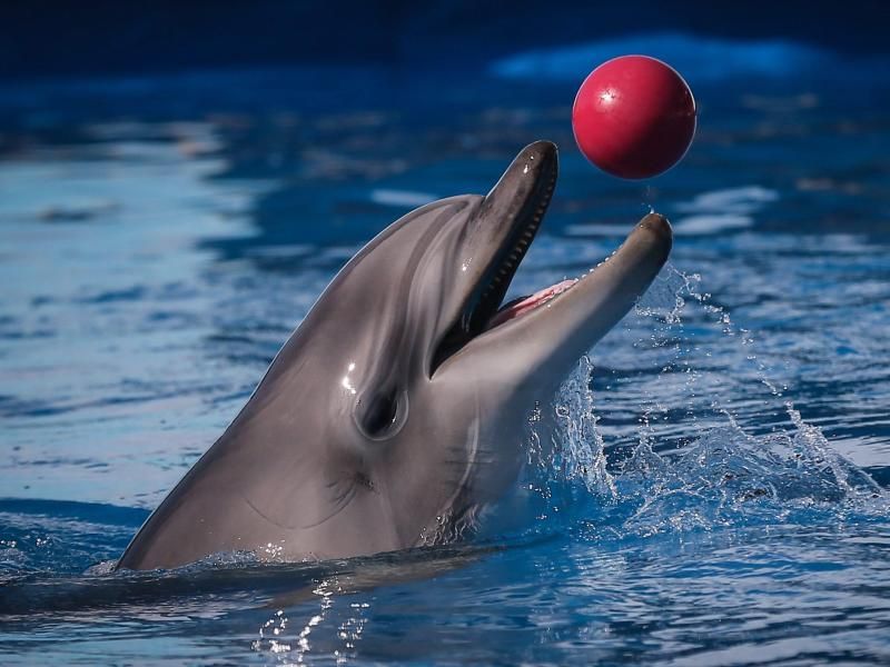 panorama delfin tierforscherin howe erlebt liebes sessions peter panorama delfin tierforscherin howe erlebt liebes sessions peter
