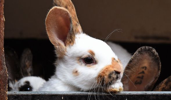 Ein Kaninchen im Tierpark Klingenthal musste eingeschläfert werden, nachdem ihm von Kindern die Wirbelsäule gebrochen wurde (Symbolbild).