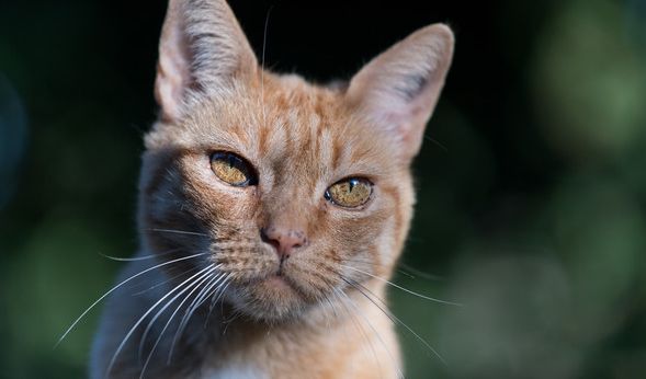 Ein Kater wurde brutal misshandelt.