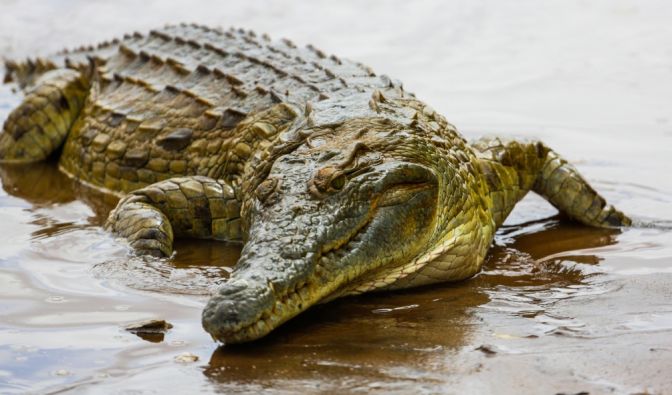 Ein Krokodil hat einen achtjährigen Jungen gefressen.