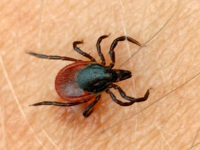 Borreliose Nachrichten | news.de