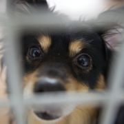Gibt es tatsächlich Tierbordelle für Menschen, die Sex mit Vierbeinern haben wollen? Der Bundesrat glaubt daran. Gibt es tatsächlich Tierbordelle für Menschen, die Sex mit Vierbeinern haben wollen? Der Bundesrat glaubt daran.