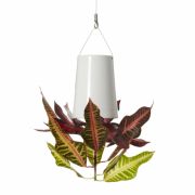 Grünzeug, das von der Decke baumelt - platzsparend und dekorativ untergebracht im hängenden Blumentopf von coolstuff.de. Grünzeug, das von der Decke baumelt - platzsparend und dekorativ untergebracht im hängenden Blumentopf von coolstuff.de.