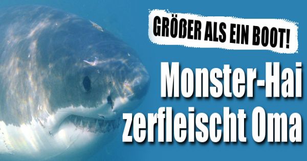 monster hai spiele monster hai spiele