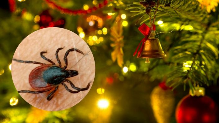 zecken im weihnachtsbaum 2017 unsichtbare gefahr so zecken im weihnachtsbaum 2017 unsichtbare gefahr so