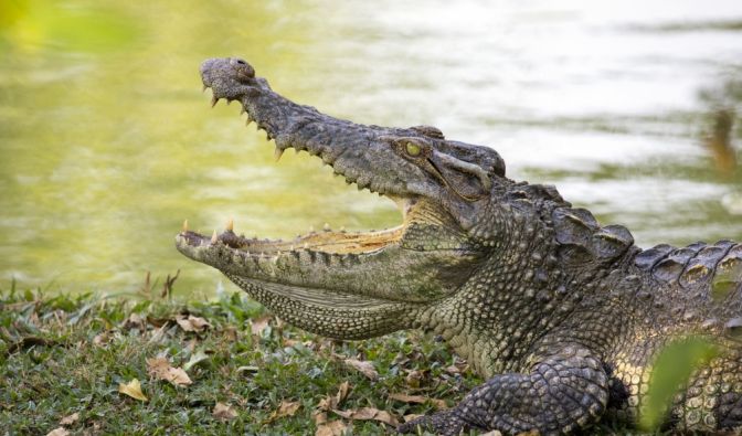 In Afrika wurde ein Großwildjäger offenbar von Krokodilen gefressen.