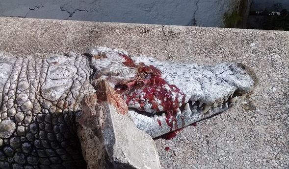 In Tunis haben Besucher ein Krokodil brutal hingerichtet.
