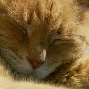 Kater Stubbs ist seit 15 Jahren Ehrenbürgermeister des US-Städtchens Talkeetna. Kater Stubbs ist seit 15 Jahren Ehrenbürgermeister des US-Städtchens Talkeetna.