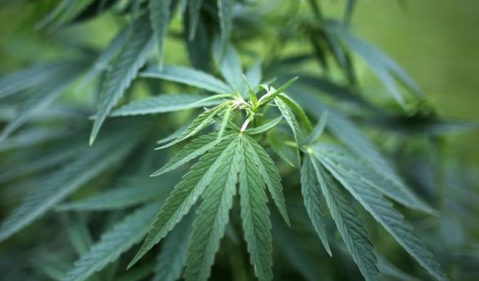 http www news de tv 855621670 hitman jeder stirbt alleine tv tipps keine nachricht fuer kifferinnen scheinbar cannabis mund vag 856174365 672x395 2fba4ad63948a6ad96835523978af7bc jpg images ed 22