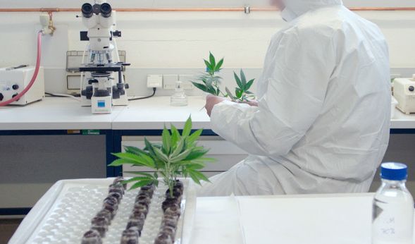 Können Krankenkassen die Kosten für die Cannabis-Therapie dauerhaft bezahlen.