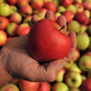 Köstlicher Fitmacher im Herbst: Äpfel sind nicht nur vitaminreich, sondern auch perfekt zum Backen. Köstlicher Fitmacher im Herbst: Äpfel sind nicht nur vitaminreich, sondern auch perfekt zum Backen.