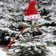 Leider eher grün als weiß wird das das diesjährige Weihnachtsfest, so Meteorologen. Leider eher grün als weiß wird das das diesjährige Weihnachtsfest, so Meteorologen.