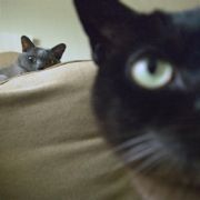 ... hier liegt der Fokus auf der hinteren Katze. Über den Prototypen will Lytro noch nicht viel verraten, allerdings offenbaren die verfügbare Bilder Schwächen: Bildrauschen. ... hier liegt der Fokus auf der hinteren Katze. Über den Prototypen will Lytro noch nicht viel verraten, allerdings offenbaren die verfügbare Bilder Schwächen: Bildrauschen.