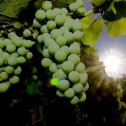 Moselgebiet für Genießer: Das milde Kilma lässt Riesling, Müller-Thurgau und Elbling gedeihen und macht die Moselregion zu einem Mekka für Weinkenner. Moselgebiet für Genießer: Das milde Kilma lässt Riesling, Müller-Thurgau und Elbling gedeihen und macht die Moselregion zu einem Mekka für Weinkenner.