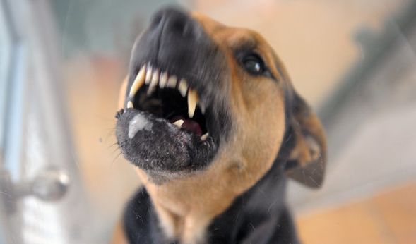 http www news de tv 855660386 luersen und stedefreund ende nach hundeangriff achtjaehriges maedchen symboldbild 856576672 672x395 f6e417441c5afc989f124d68a330628d jpg images 4c 96 0032d48fae2b03b2214a6d057621 jpg