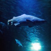Das Schwarmfischbecken beeindruckt nicht nur mit seiner Größe. Seit Februar 2012 tummelt sich darin ein Sandtigerhaiweibchen. Das Schwarmfischbecken beeindruckt nicht nur mit seiner Größe. Seit Februar 2012 tummelt sich darin ein Sandtigerhaiweibchen.