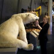Eisbär voraus: Der präparierte Jäger ist Teil der Dauerausstellung «Erforschung und Nutzung der Meere» im Ozeaneum. Eisbär voraus: Der präparierte Jäger ist Teil der Dauerausstellung «Erforschung und Nutzung der Meere» im Ozeaneum.