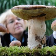 Pilze satt: Dafür müssen Sie nicht immer in den Wald gehen. Wie wäre es, sie einfach daheim zu züchten? Pilze satt: Dafür müssen Sie nicht immer in den Wald gehen. Wie wäre es, sie einfach daheim zu züchten?