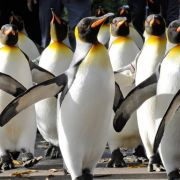 Pinguine sehen einfach lustig aus. Dass sie «abartige» sexuelle Verhaltensweisen an den Tag legen, schockierte den Wissenschaftler George Murray Levick. Pinguine sehen einfach lustig aus. Dass sie «abartige» sexuelle Verhaltensweisen an den Tag legen, schockierte den Wissenschaftler George Murray Levick.