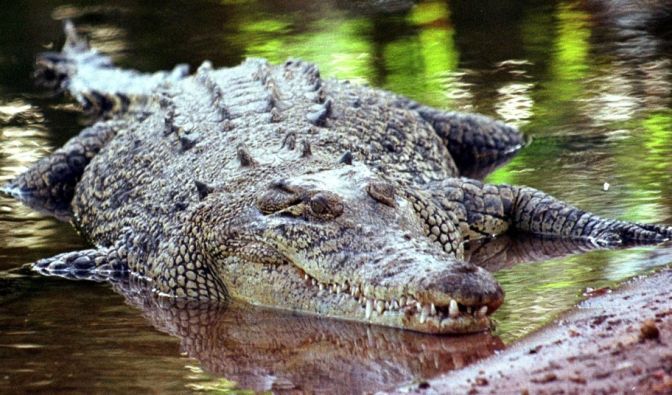 Salzwasserkrokodile können bis zu sieben Meter lang werden.