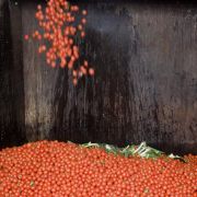 Sprit aus matschigen Tomaten, braunen Bananen und Salatabfall? Stuttgarter Forscher machen es möglich. Doch Kritik lässt nicht lange auf sich warten. Sprit aus matschigen Tomaten, braunen Bananen und Salatabfall? Stuttgarter Forscher machen es möglich. Doch Kritik lässt nicht lange auf sich warten.