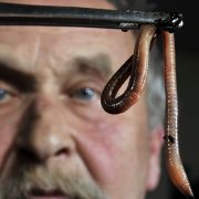 Viele Würmer sind nett - zum Beispiel diese Regenwürmer. Andere hingegen kriechen in den Menschen - wie nun in Indien. Viele Würmer sind nett - zum Beispiel diese Regenwürmer. Andere hingegen kriechen in den Menschen - wie nun in Indien.